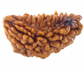 1 Mukhi (1 Face) Rudraksha Natural  100 Genuine