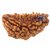 1 Mukhi (1 Face) Rudraksha Natural  100 Genuine