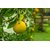 INFINITE GREEN   Nepali Oblong / Pat Nebu / Lemon / Nimbu Delicious Fruit Plant