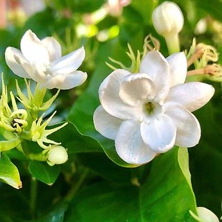 Buy PlantX RAAT KI RANI, RAAT RANI, NIGHT BLOOMING JASMINE PLANT Online @  299 from ShopClues