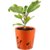 PlantX Green Patharchatta Plant Patharchattam, Patharchur, Paan-futti plant