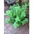 Plant House Pudina / Mint plant Seeds ( 21 Seed Per Pack )