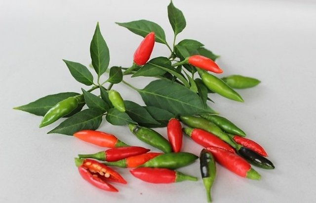 Buy Saraswati Gardens 50 Seeds of African Bird Eye Chilli Hot Thai ...