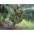 Rare Coconut Live Plant- Dwarf Coconut Kalpasree Live Plant Kerala Coconut Tree Plant