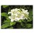 Live Murraya paniculata/Kamini/Kunti/Manokamini Flower Plant