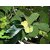 Live Badhal/Artocarpus Lacucha/Monkey Jack Fruit Plant