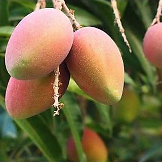 Buy Modern Plants Live Amrapali Mango - Aam Grafted Fruit Plant Online ...