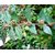 Modern Plants Live Badi Dudhi Grass - Milk Hedge Medicinal Plant With Pot