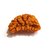 Raviour Lifestyle 1 Mukhi / Ek Mukhi Original & Natural Rudraksha Beads For Astrological Benefits