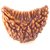 Raviour Lifestyle 1 Mukhi / Ek Mukhi Original & Natural Rudraksha Beads For Astrological Benefits