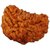 Raviour Lifestyle 1 Mukhi One Mukhi Ek Mukhi Original & Natural Rudraksha Beads For Astrological Benefits