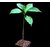 Plant House Live Kalpavriksha Tree, Kalpa vriksha Religious Medicinal Plant - 1 Live Healthy Plant