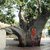 Plant House Live Kalpavriksha Tree, Kalpa vriksha Religious Medicinal Plant - 1 Live Healthy Plant
