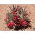 Plant House 21 Seeds of  Adenium Oleifolium - Suitable for Bonsai