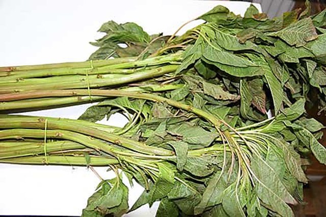Buy High Yield Hybrid Danta Seeds - SADA DANTA/DATA SHAK () 25 SEEDS ...