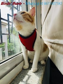 Cat Body Vest Harness Escape-Proof with Lease Size Medium (Neck Size32 Circumference) PLS CHECK SIZE B'FORE BUYING