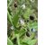 INFINITE GREEN Live Vaijayanti White Flower Plant, Vaijanti Mala Plant, Vaijayanti garland plant