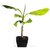 INFINITE GREEN Live Banana / Kela Fruit Plant - Pack of 1