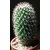 INFINITE GREEN 21 Seeds Cactus San Pedro Long Cactus Seeds