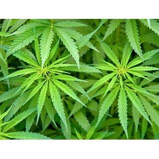 Buy Modern Plants Live Bhang / Hemp Herbal Plant - 1 Live Healthy Plant  Online @ 350 from ShopClues