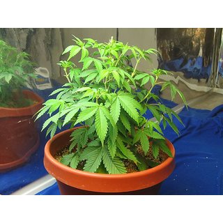buy sage plant Buy Sage