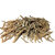 Urancia Ativisha - Aconitum heterophyllum Root 250gm