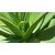 Medicinal aloe Burn plant Gheekumari  Khorpad  Kathalai Chotthu kathalai   Ghyu Kumaari