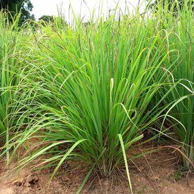 Kapebonavista lemon grass six month plant
