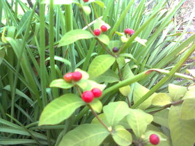 Kapebonavista patala garuda 4 month old sapling plants (rauvolfia serpentina)