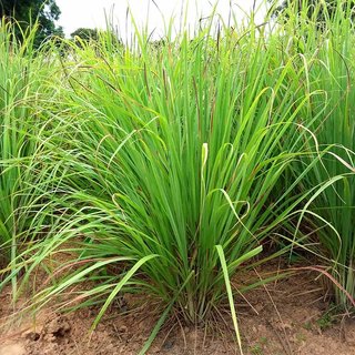 Kapebonavista lemon grass six month plant