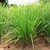 Kapebonavista lemon grass six month plant