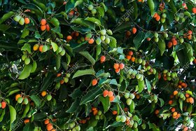 Kapebonavista spanish cherry five month old