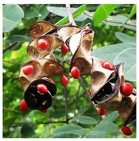 Adenanthera pavonina