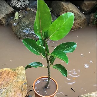 ficus benghalensis Plant