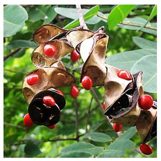 Adenanthera pavonina