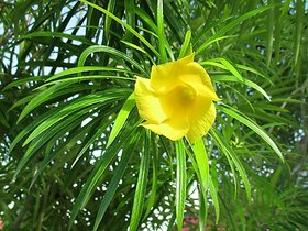cascabela thevetia Plant