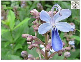 Kapebonavista brahma jasti sapling plant, (clerodendrum serratum), bharangi, brahmana jhatia