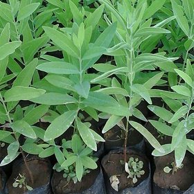 Kapebonavista white Sandalwood 2 years Plants, CHANDAN PLANT