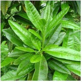 Kapebonavista allspice 1.5 years plant