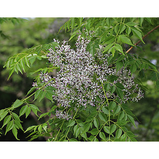 Melia Azedarach Plant