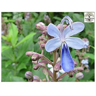Kapebonavista brahma jasti sapling plant, (clerodendrum serratum), bharangi, brahmana jhatia