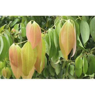 Kapebonavista cinnamon one year plant