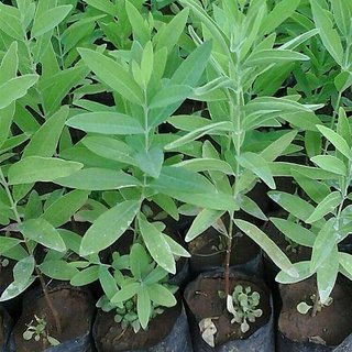 Kapebonavista white Sandalwood 2 years Plants, CHANDAN PLANT