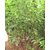 INFINITE GREEN Live Badi Elaichi / Cardamom Plant - 1 Live, Healthy Outdoor  Indoor Herb Plant
