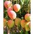 Kohitoor Mango-Grafted Live Plant