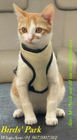 Cat Harness Escape-Proof White with Nylon Lease Size M (Neck Size 32cm circumferences)  PLS Check Size Before Buying
