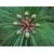 SHOP 360 GARDEN Pinus kesiya ,Khasi pine , Benguet pine, Three-needled Pine Tree seeds For Planting - Pack of 40 seeds