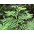 SHOP 360 GARDEN SHAMI TREE/BANNI TREE/VANNI MARAM/PROSOPIS CINERARIA TREE SEEDS - PACK OF 50 SEEDS