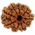 25.35mm 100 Natural (Nine face Rudraksha) 9 Mukhi Rudraksha  Nepal Bead Lab Certified