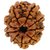 25.35mm 100 Natural (Nine face Rudraksha) 9 Mukhi Rudraksha  Nepal Bead Lab Certified